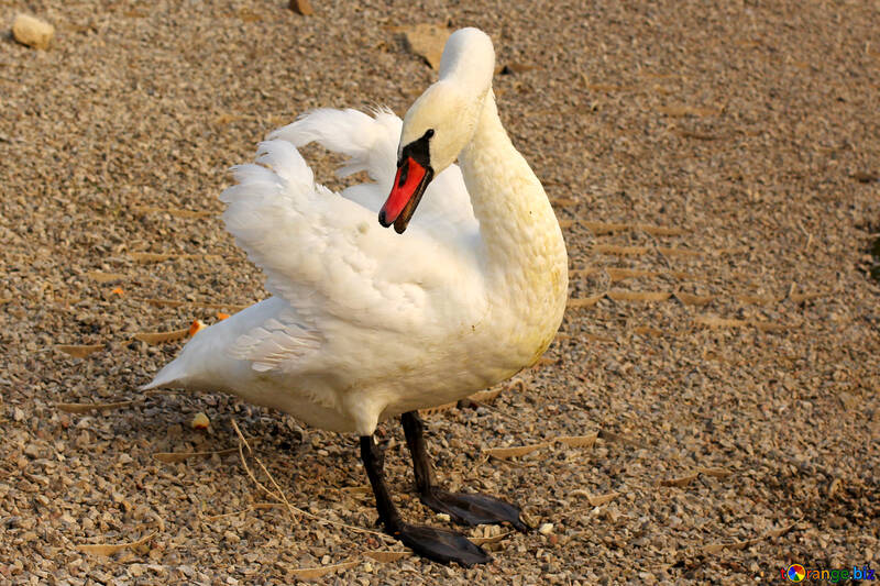 Cisne blanco №34070