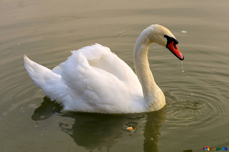 White Swan №34074