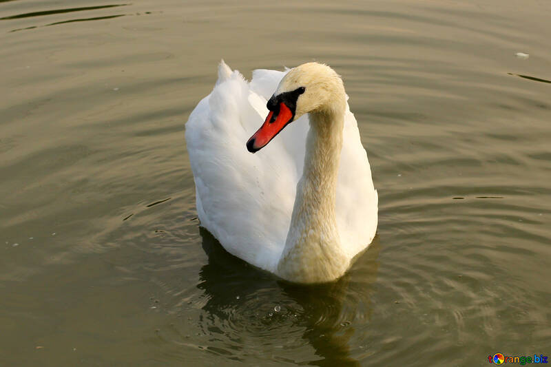 White Swan №34077
