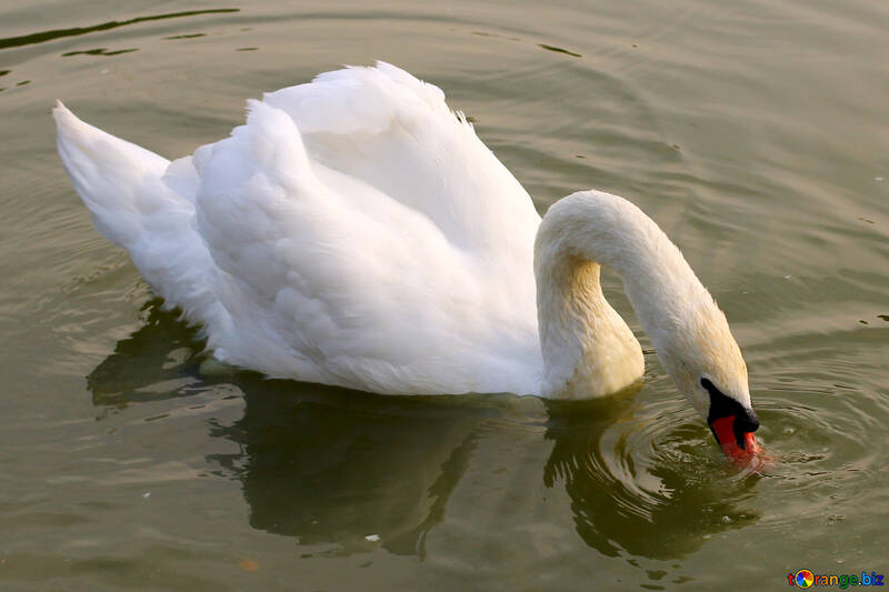White Swan №34079