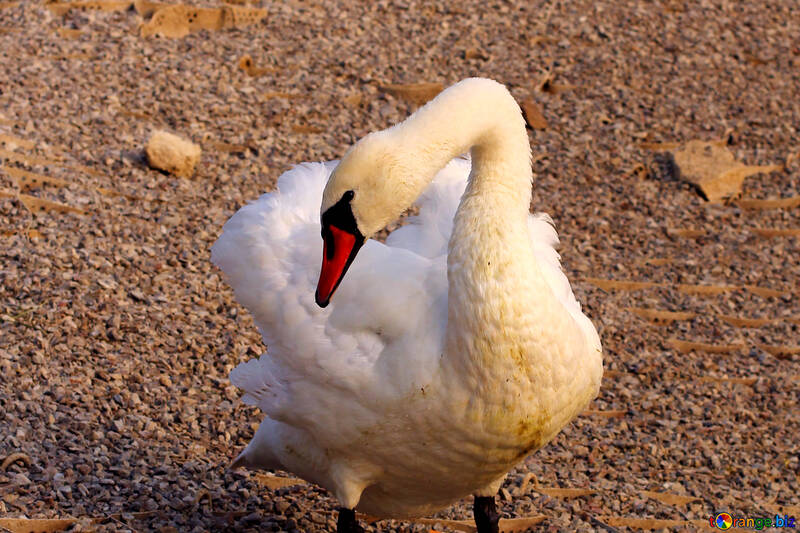 Cisne blanco №34088