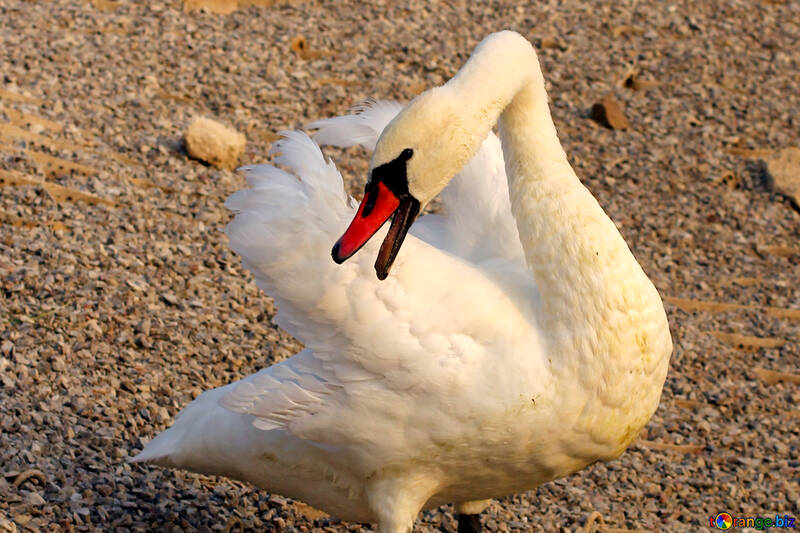 Cisne blanco №34094