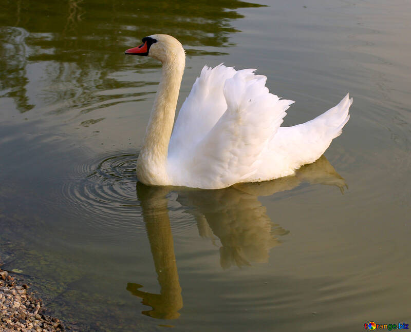 Cisne blanco №34095