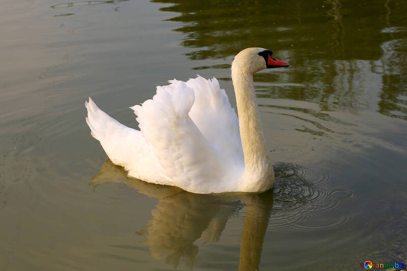 Cisne branco №34096