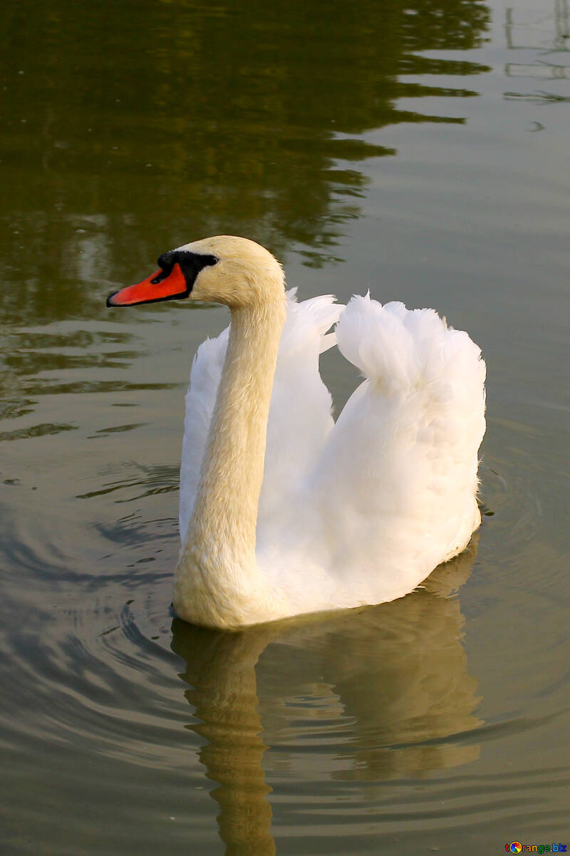 White Swan №34099