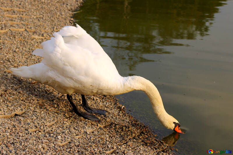 White Swan №34117