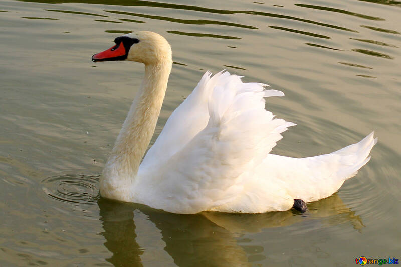 White Swan №34128