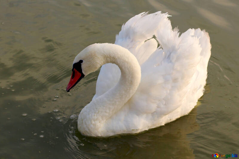 White Swan №34130