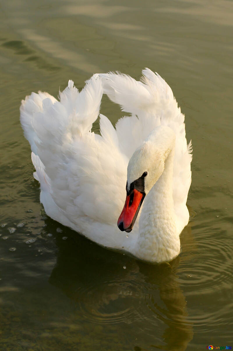 Cisne blanco №34133