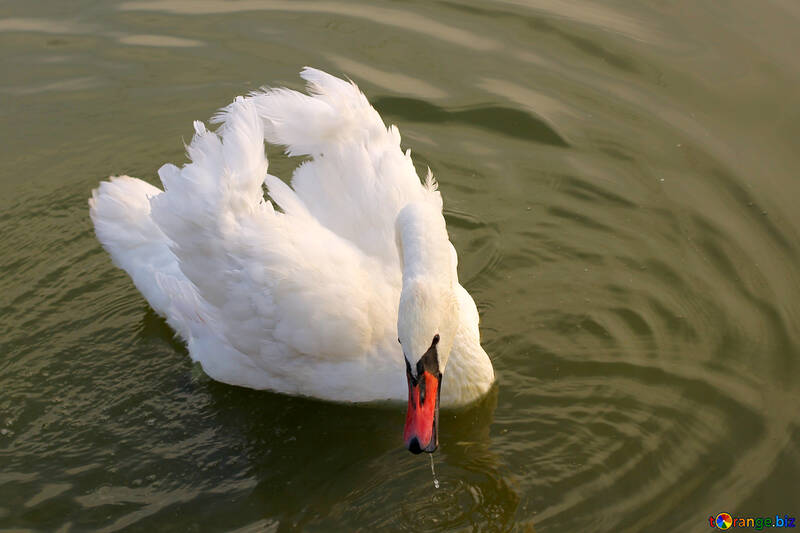 White Swan №34137