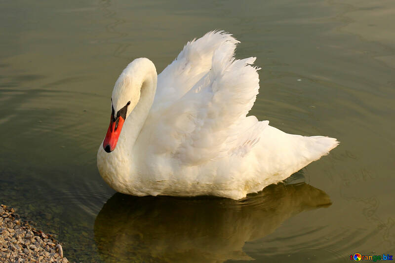 Cisne blanco №34138