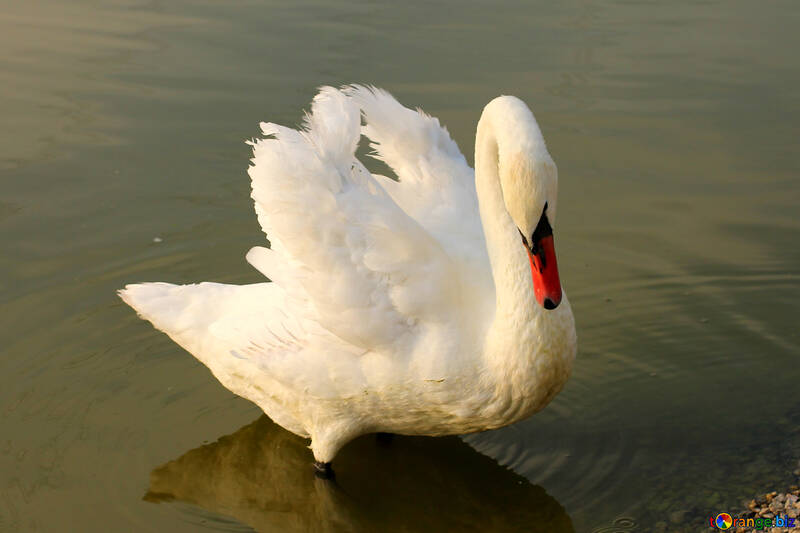 White Swan №34139