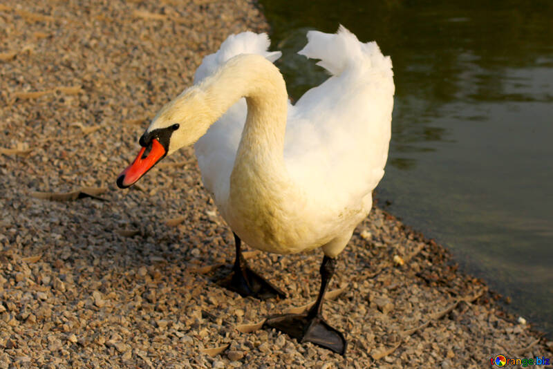 Cisne blanco №34143
