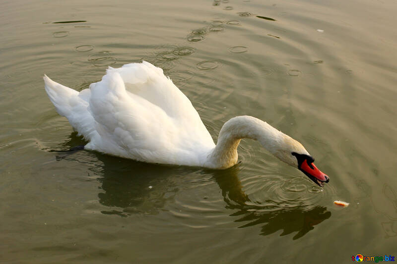 White Swan eats bread №34080