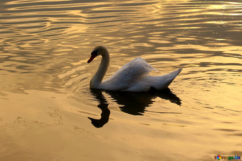 White Swan on gold №34065