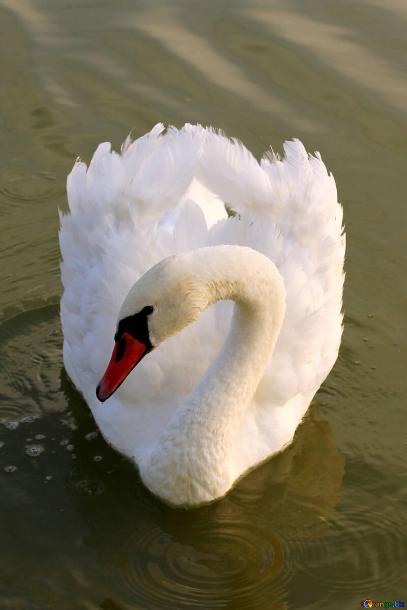 White Swan near №34131