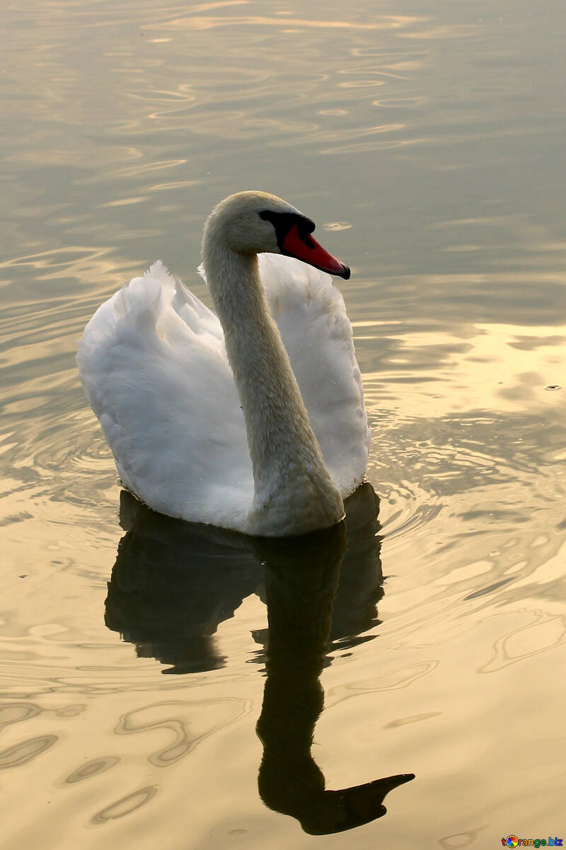 White Swan au coucher du soleil №34057