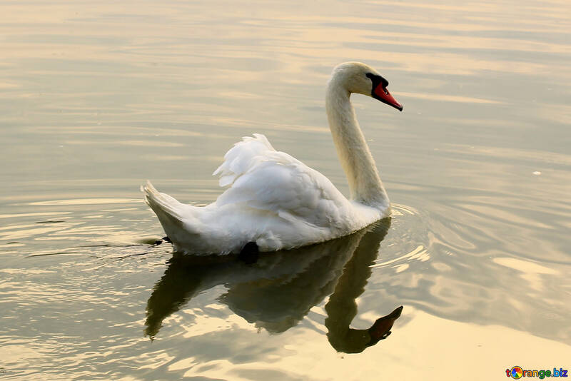 White Swan swims №34039