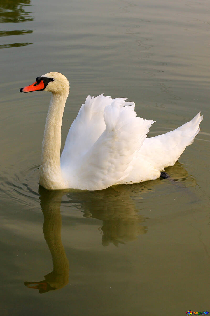 White Swan swims №34083