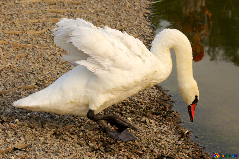 Promenade White Swan №34068