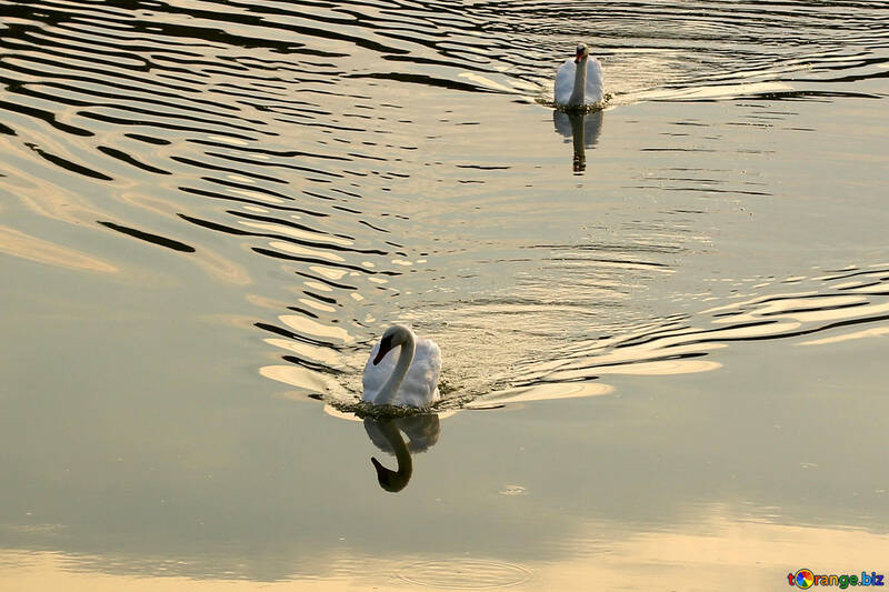 Swans on the Lake №34173