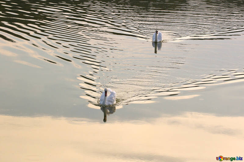 Cisnes en el estanque №34172