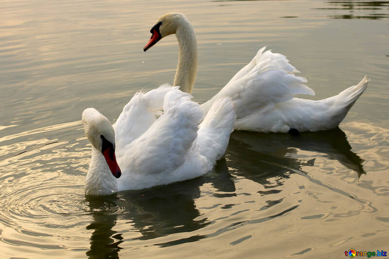 White swans №34042