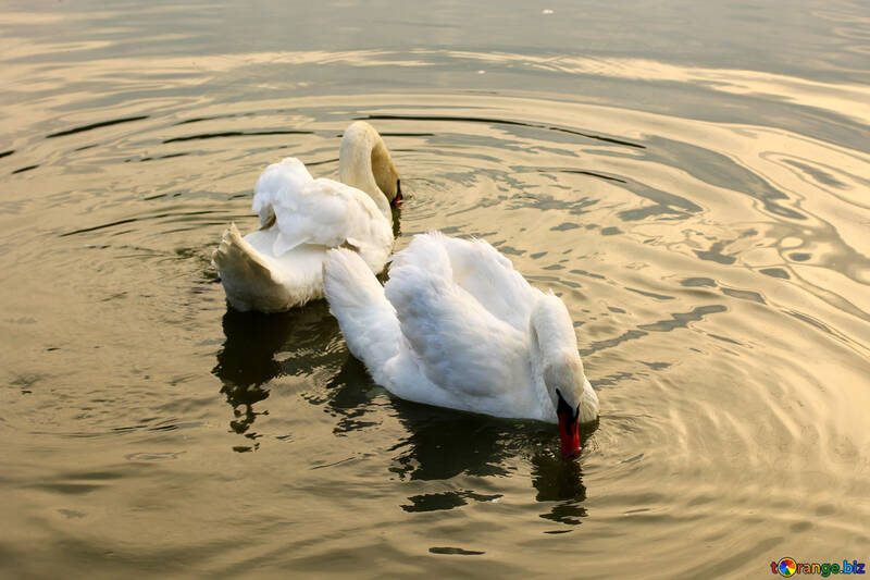 White swans №34044
