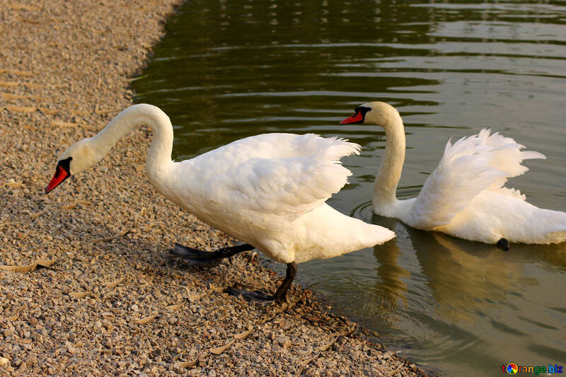 White swans №34123