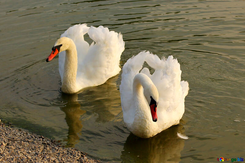 White swans №34151