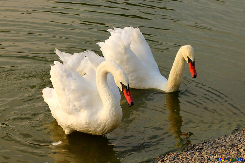 Cisnes blancos №34152