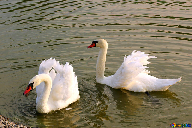 White swans №34155