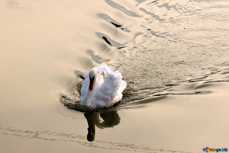Swan floats №34171