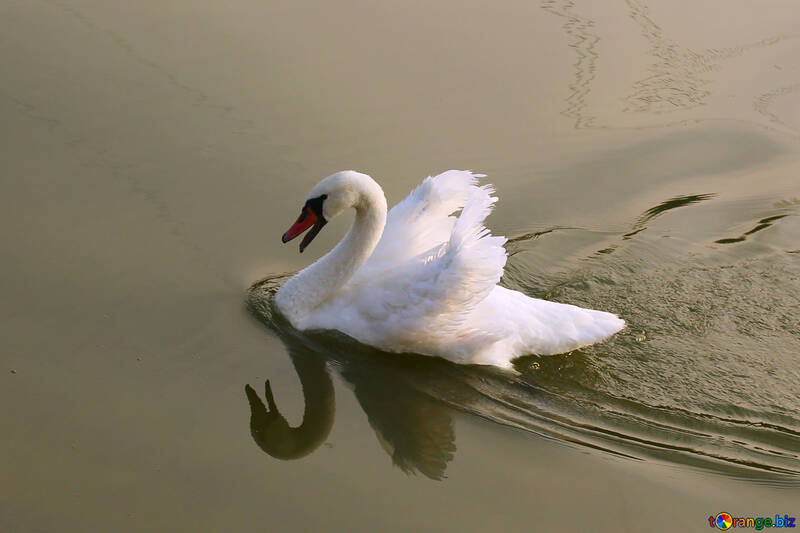 Swan screams №34168