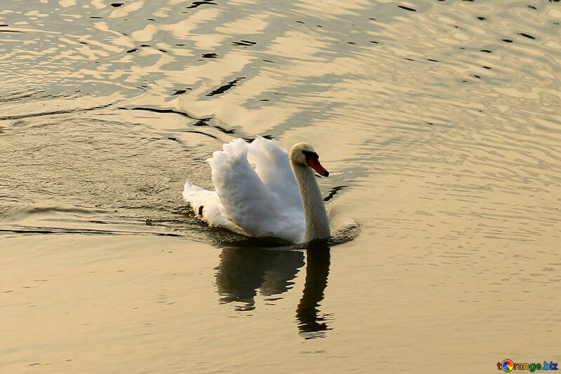 The Swan at sunset №34165
