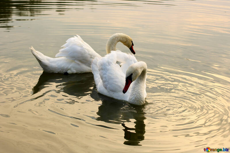 Two White Swan №34040