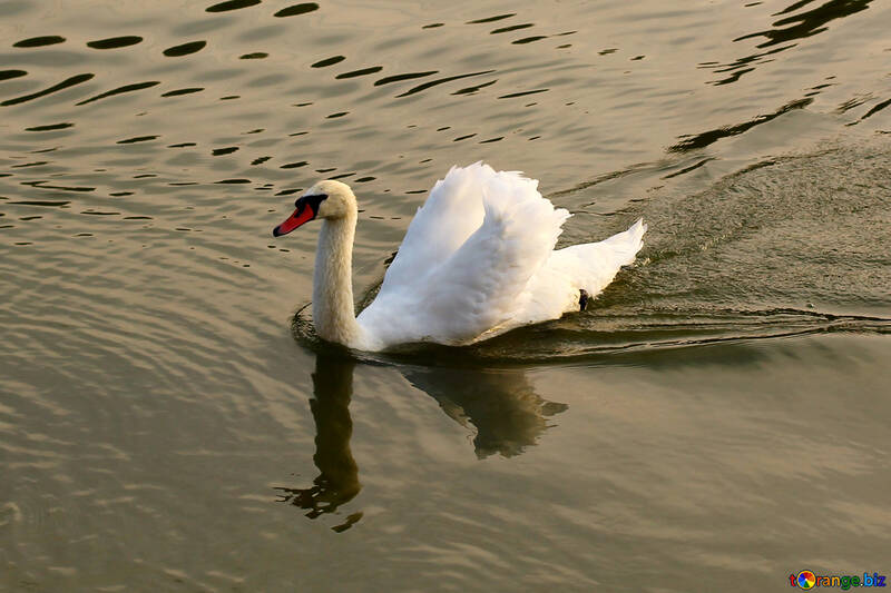 White Swan №34159