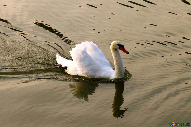 White Swan №34160