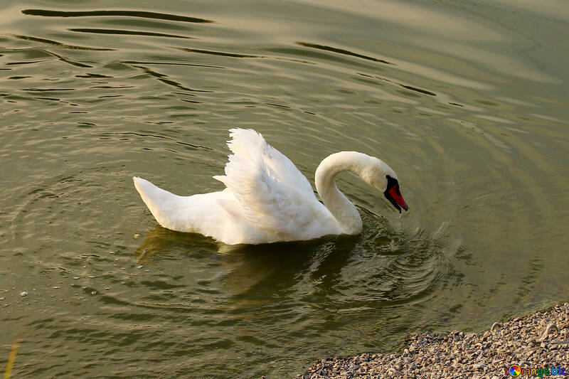 White Swan №34161