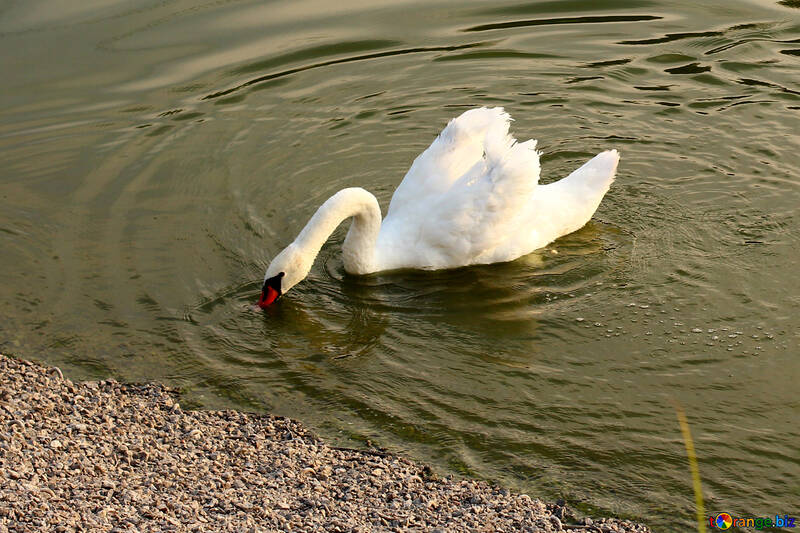 Cisne blanco №34162
