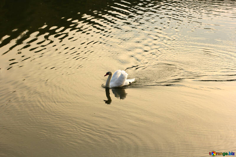 Cisne blanco №34163