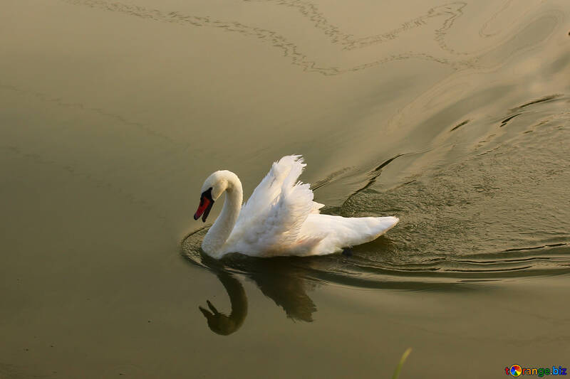 Cisne blanco №34167
