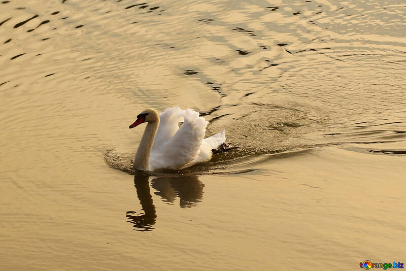 Cisne branco, ao pôr do sol №34164
