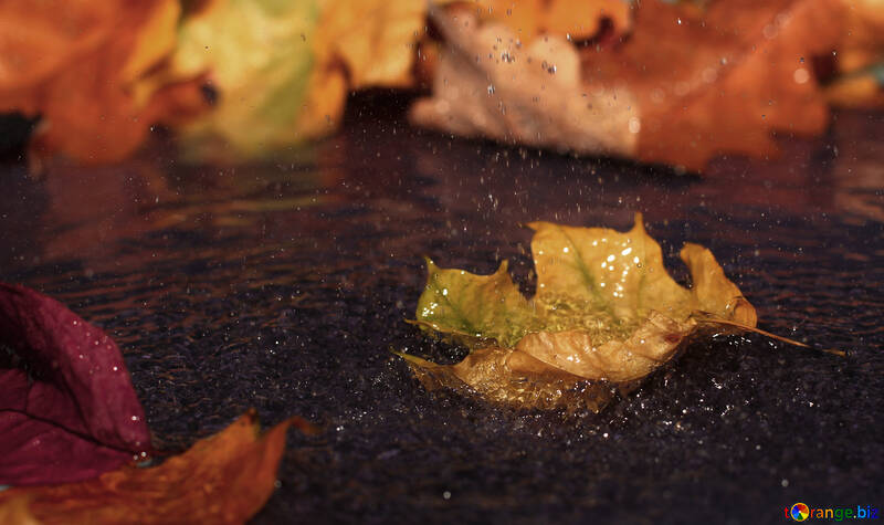 Autumn leaf in puddle №34639