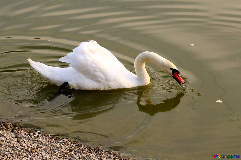 Cisne blanco recoge pan en agua №34115