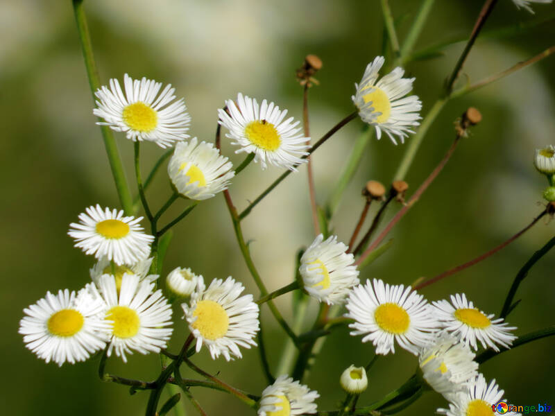 Flores silvestres como camomila №34380