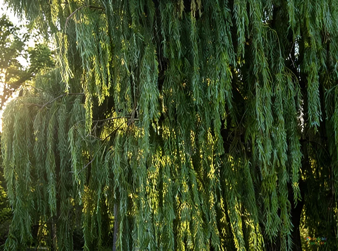 Відреставрована люксова версія Trauerweide №35956