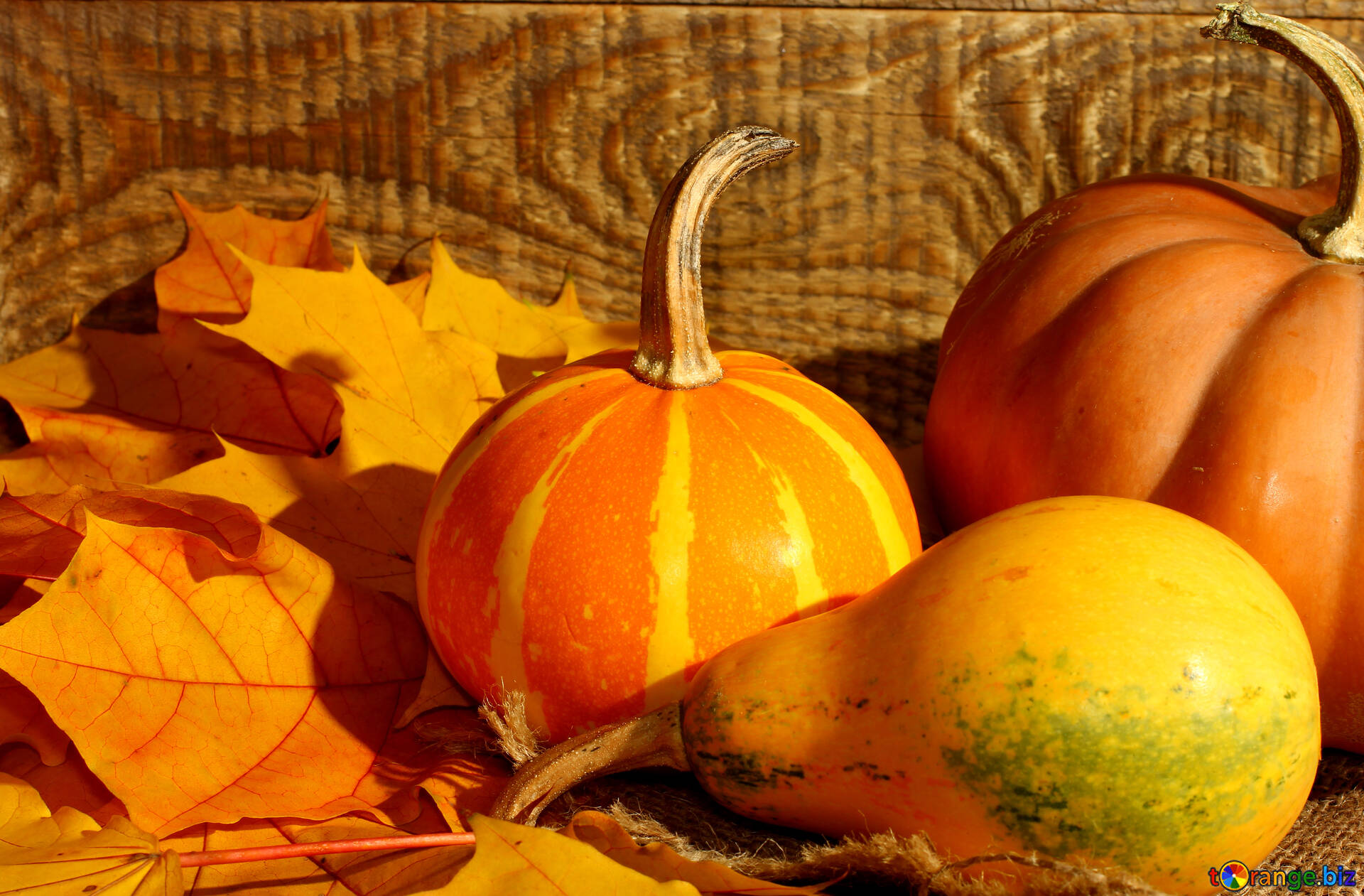 Calabazas y hojas de otoño imagen fondos de pantalla para escritorio  calabazas y hojas de otoño imagens hojas № 35421 