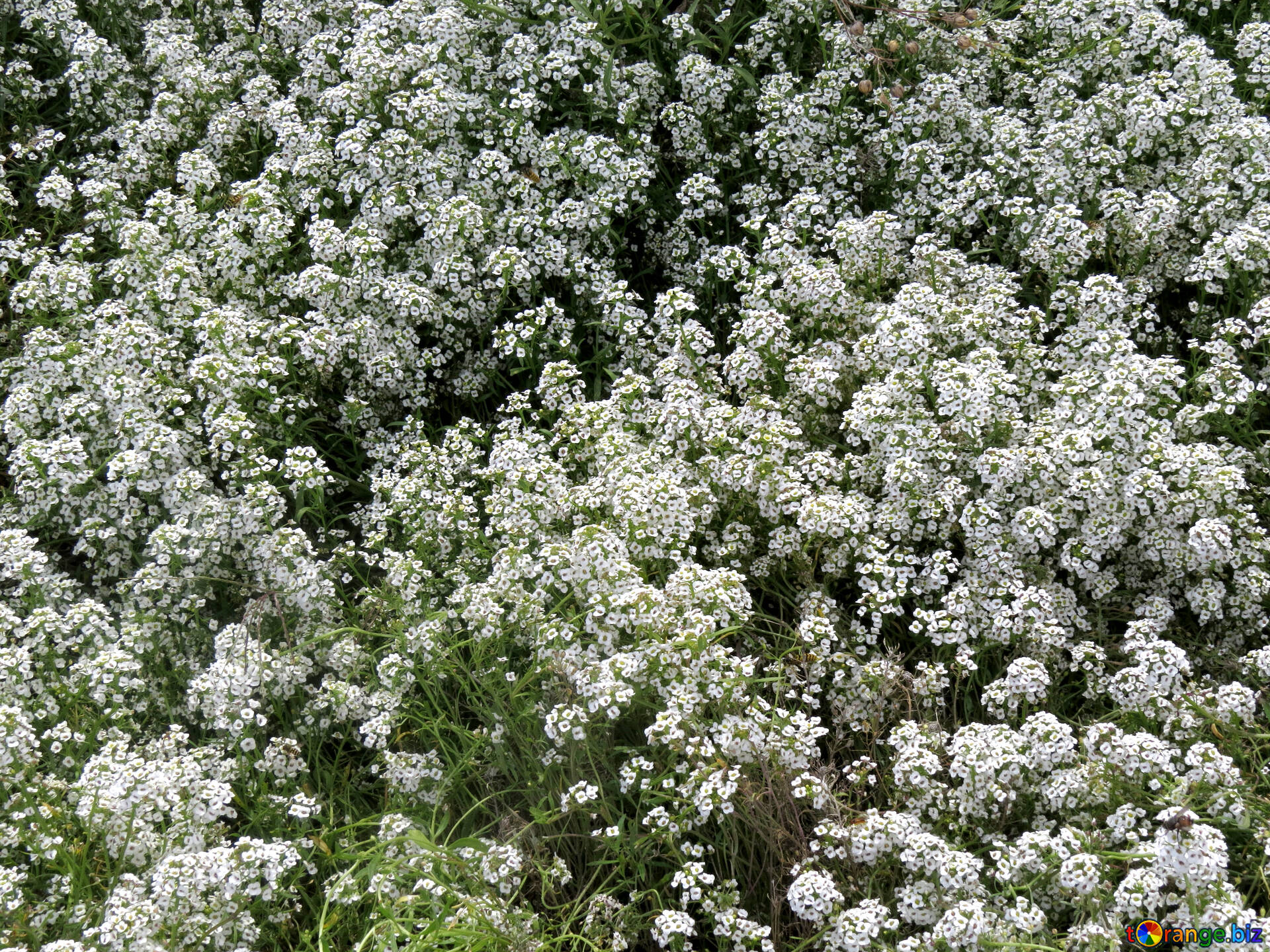 Piccolo fiore piccoli fiori bianchi macro № 35803