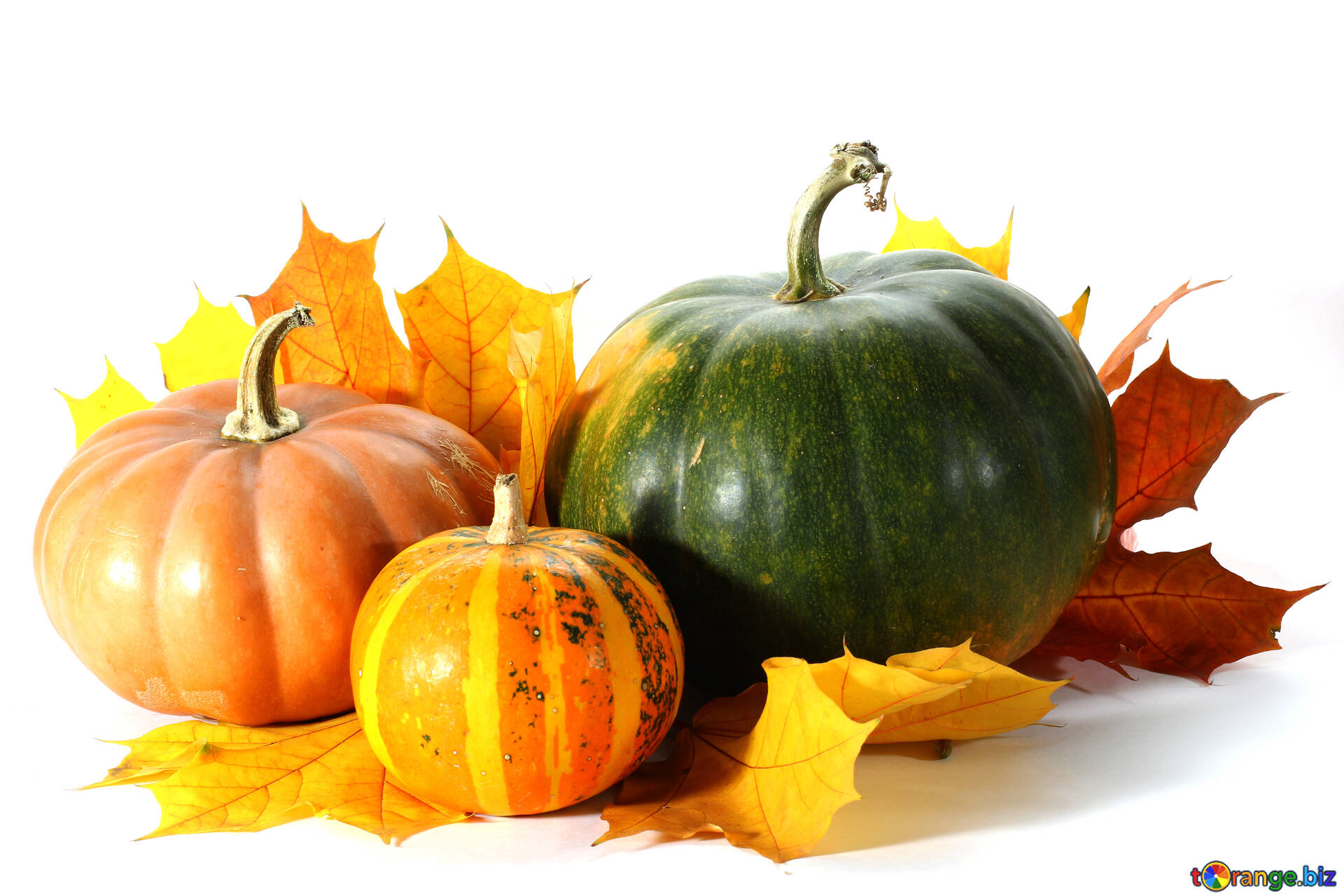 Pumpkin with leaves isolated image pumpkin isolated images halloween №  35480  ~ free pics on cc-by license